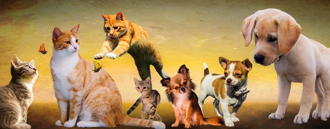 Calier presenta ComPet Experience